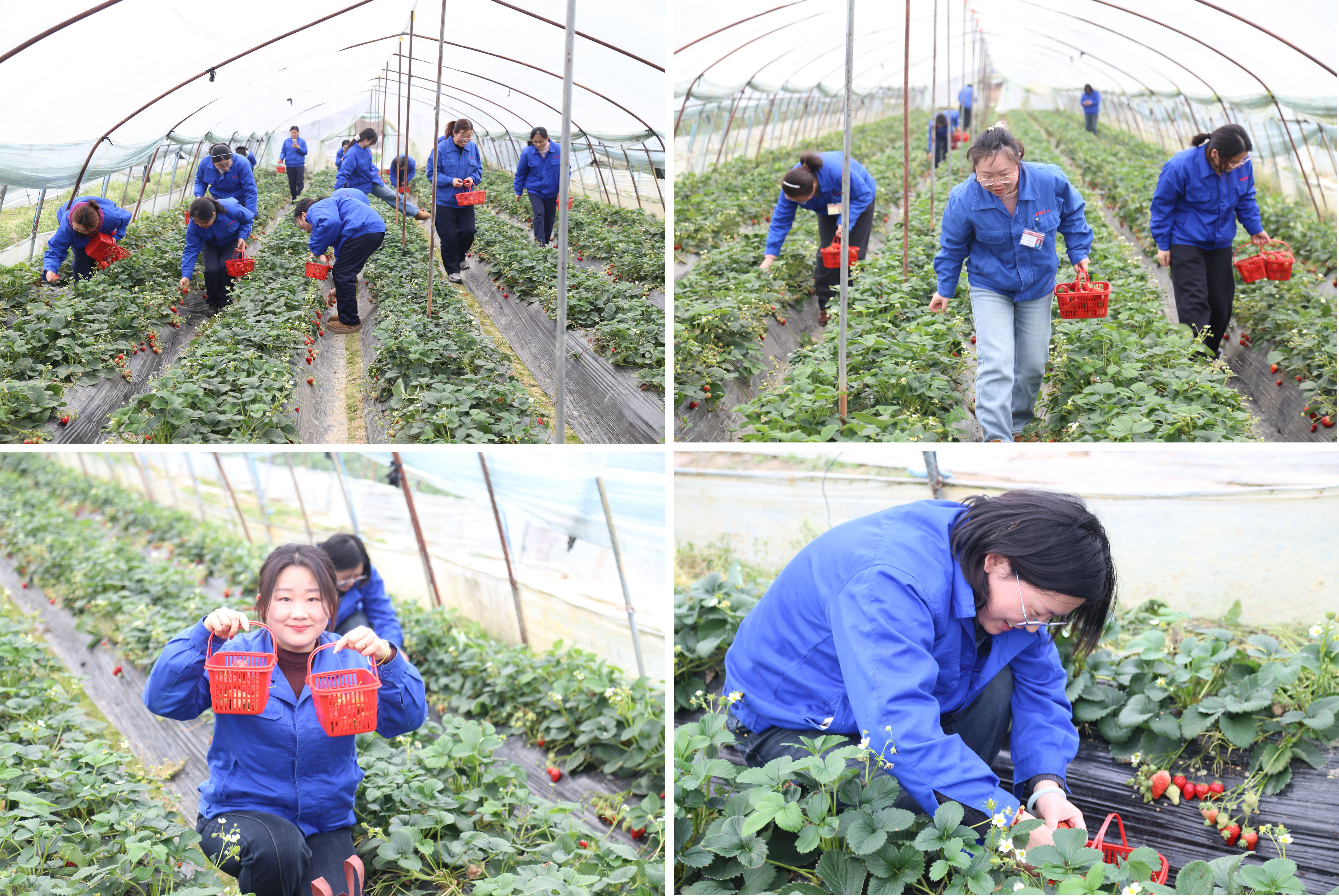 采摘活动-修改.jpg 采摘活动-修改.jpg